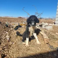 واگذاری توله قهدریجانی|سگ|عسگران, |دیوار