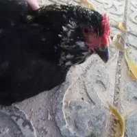 مرغ گلین لری تخمگذار