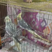 یک جفت عروس هلندی|پرنده|رشت, جانبازان|دیوار