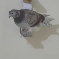 کبوتر کشتنی(قابل معاوضه)|پرنده|بهبهان, |دیوار