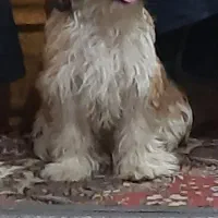 یک جفت سگ دو قلو نر و ماده 7 ماهه شیتزو|سگ|دوگنبدان, |دیوار