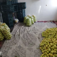 سیب در اهر(نایلون)