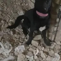 سگ نگهبان هوشیار