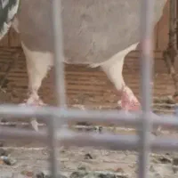 کبوترطوقی