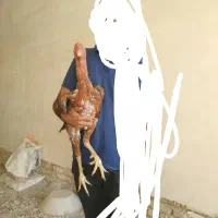 خروس لاری اصیل