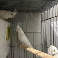 عروس هلندی آلبینو مولد