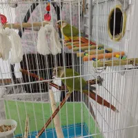 طوطی گرینچیک