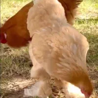 مرغو خروس برهما|حیوانات مزرعه|حبیب آباد, |دیوار