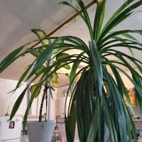 گل بسیارزیبا بزرگ پاندانوس|گل و گیاه طبیعی|سبزوار, باهنر|دیوار