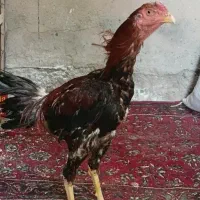 لاری