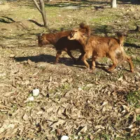 بزغاله نرو ماده|حیوانات مزرعه|خرم‌آباد, |دیوار