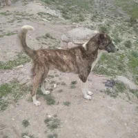 ‌‌قد‌‌بلند