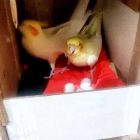 عروس هلندی جفت