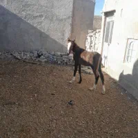 فروش کهره اسب ۶ماهه