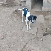 توله دنبلانی