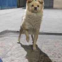 سگ پامر اشپیتز|سگ|بهارستان, |دیوار