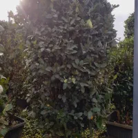 یاس هلندی گلدان ۴۵