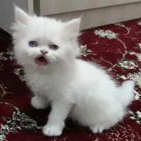 گربه پرشین|گربه|ری, دولت‌آباد|دیوار