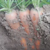 هویج بیجو.|عمدهفروشی|شوشتر, |دیوار