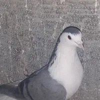 کبوتر|پرنده|اصفهان, شاهد|دیوار