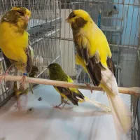 قناری رسمی.سوپر.پرستار|پرنده|تهران, امین حضور|دیوار