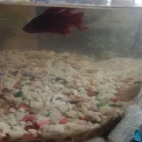 فایتر ماهی نر باتونگ|ماهی|چابهار, |دیوار