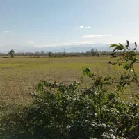 ۱۱۳۰۰مترشالیزارسنتی/زیرقیمت واقعی/چسبیده به انشعاب|فروش زمین و ملک کلنگی|آستانه اشرفیه, |دیوار