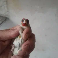سهره نر و جوجه سهره