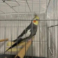 عروس هلندی نر اماده اماده و اوازه خوان با قفس|پرنده|فردیس, شهرک وحدت|دیوار