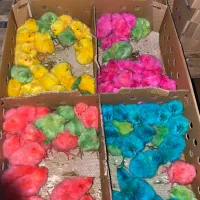 جوجه رنگی ارسال از قم|حیوانات مزرعه|خرمآباد, |دیوار