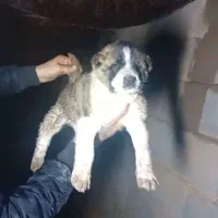 توله خراسانی