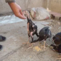 لاری دانگ بالا اوشامو