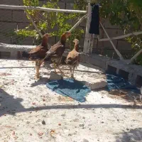 جوجه خروس وجوجه مرغ لاری افغانی اصیل|حیوانات مزرعه|زاوه, |دیوار