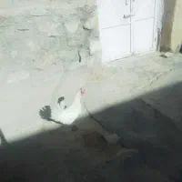 مرغ تخم گذار