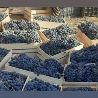 انگور شانی دیم سردشت.سنندج|خوردنی و آشامیدنی|اصفهان, رسالت|دیوار