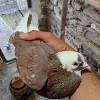 کفتر|حیوانات مزرعه|جوادآباد, |دیوار