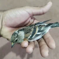 سهره گلبسر وسهره ببری وسهره سبزوسینه سرخ|پرنده|امیدیه, |دیوار