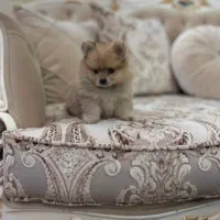 سگ پامرانین