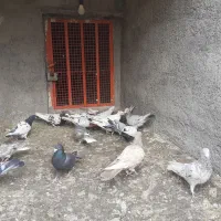 کبوترهای رنگی|پرنده|لنجان, |دیوار