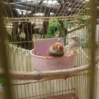 فنچ کینگ انگلیسی