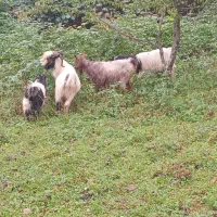 بز و بزغاله|حیوانات مزرعه|لیسار, |دیوار