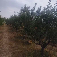 باغ|فروش دفتر صنعتی، کشاورزی، تجاری|خواجه, |دیوار