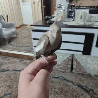 عروس هلندی|پرنده|مشهد, توس (بلوار توس)|دیوار