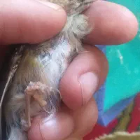 چهارعددجوجه سهره متولدقفس(تک فروشی ندارم)|پرنده|کرمانشاه, |دیوار