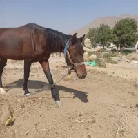 اسب نر نجیب ورام|اسب و تجهیزات اسبسواری|بیضا, |دیوار