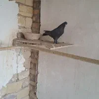 کبوتر|پرنده|یزد, |دیوار