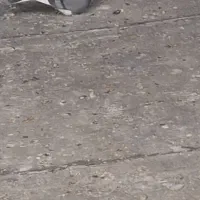 سه تا کفتر درجه یک|پرنده|نورآباد, |دیوار