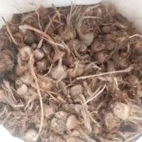 فروش پیاز زعفران درجه یک.ارسال به سراسر کشور|گل و گیاه طبیعی|قزوین, |دیوار