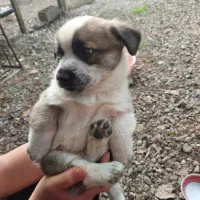 شیتزو تریر|سگ|سنگر, |دیوار