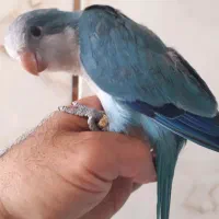 جوجه راهب آبی نرمه خور